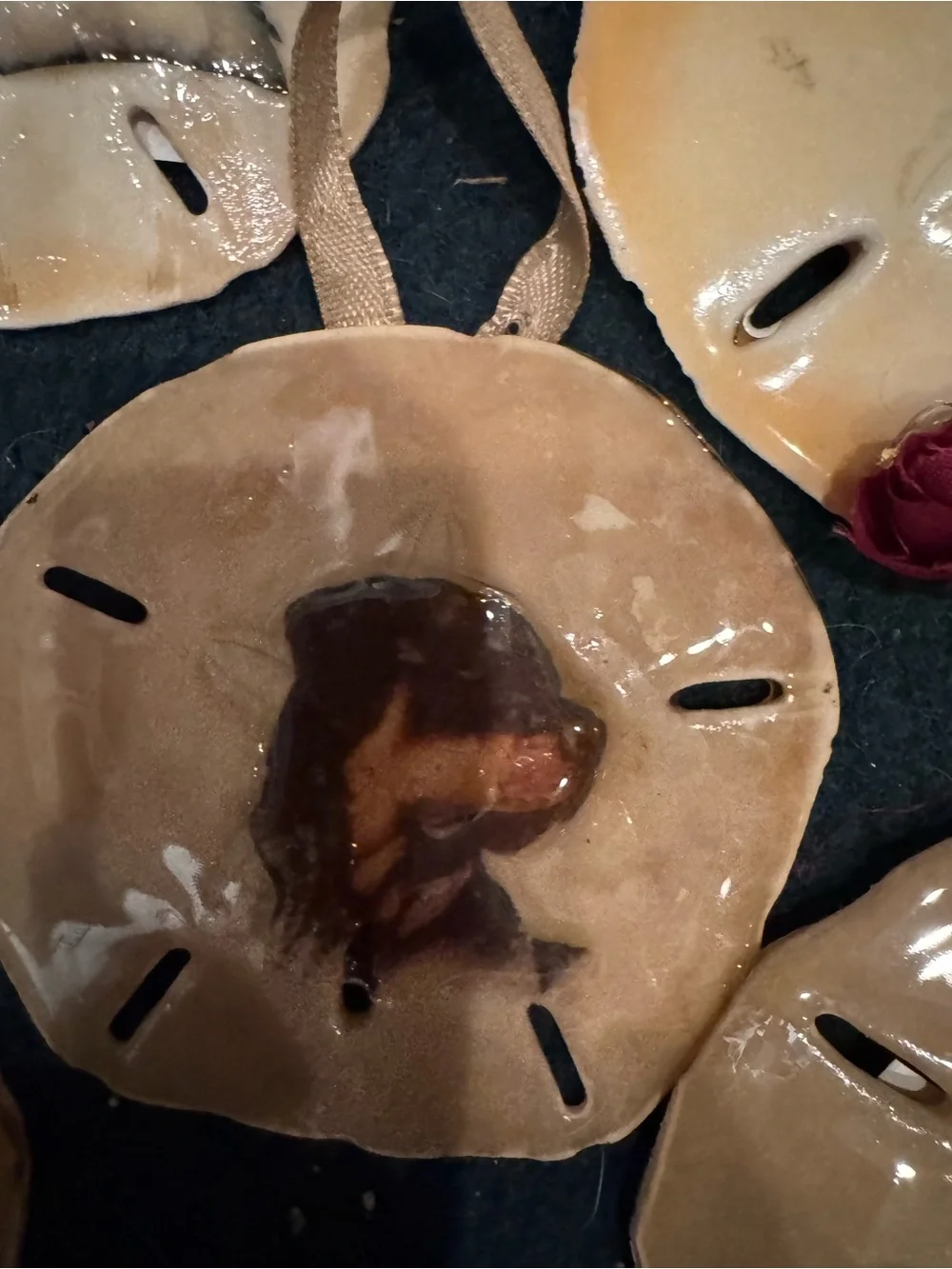 Handmade Tan real Sand Dollar Bird Perch with Pet Image Accent